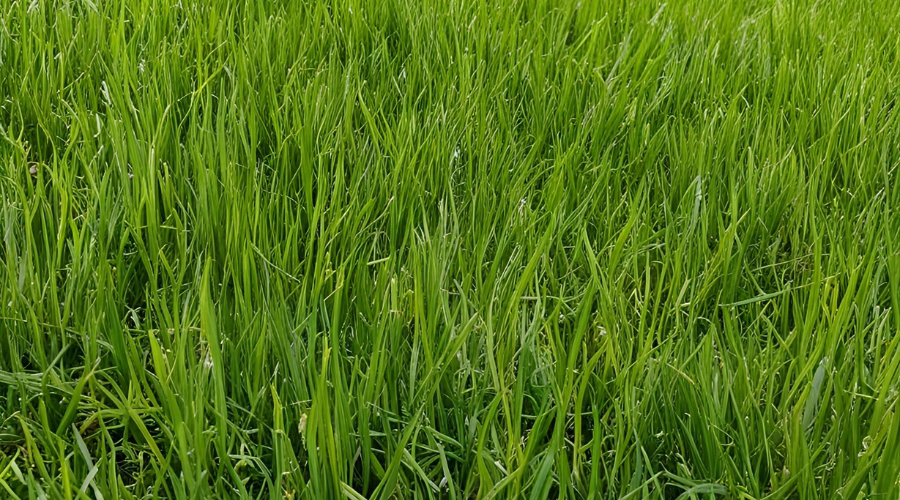 Grass