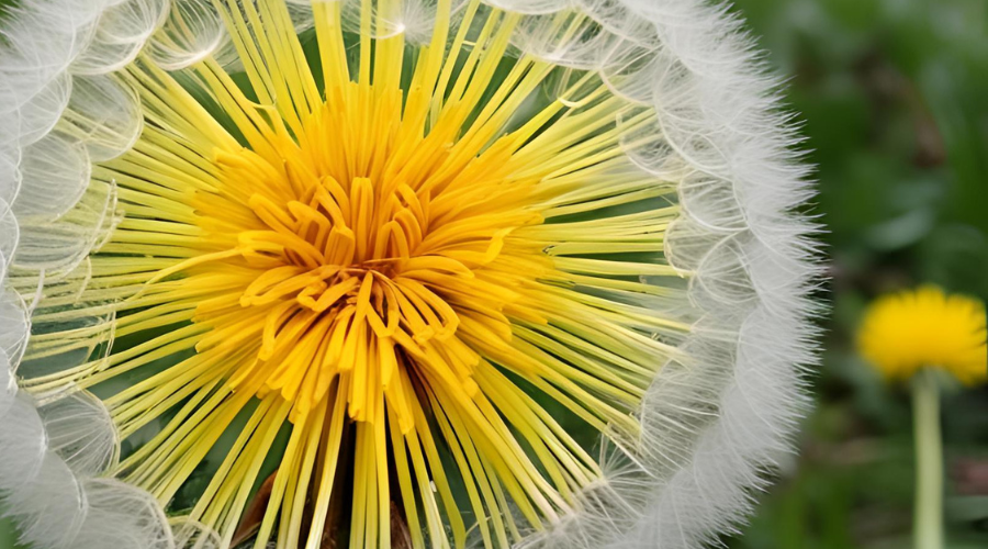 Dandelion