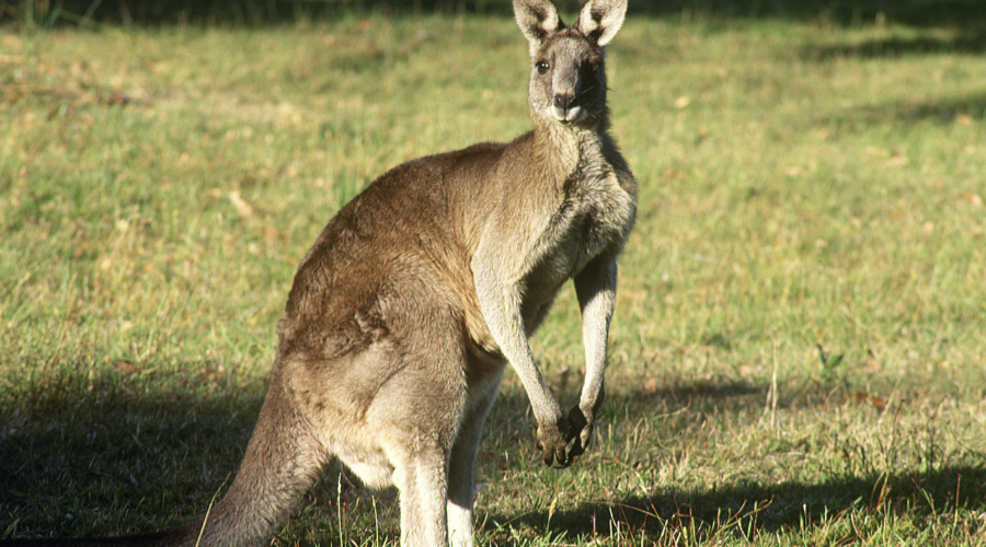 Kangaroo