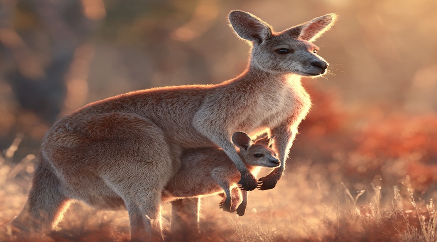 Kangaroo