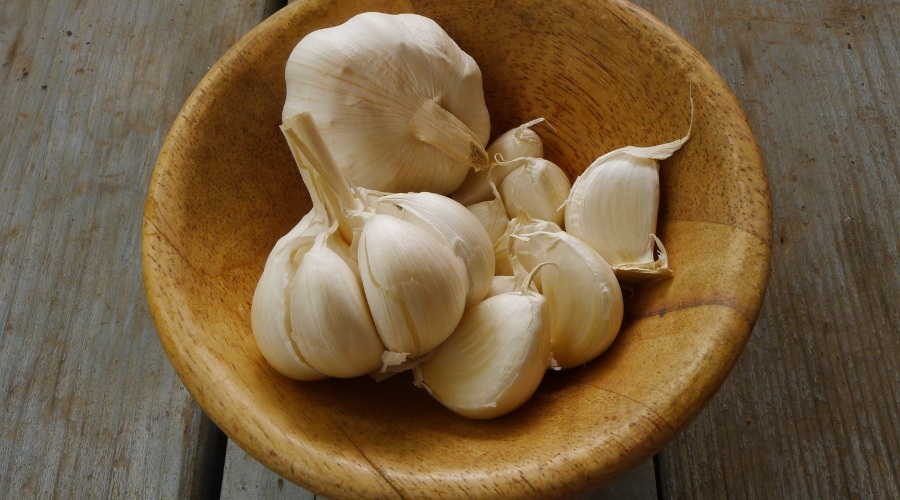 Garlic