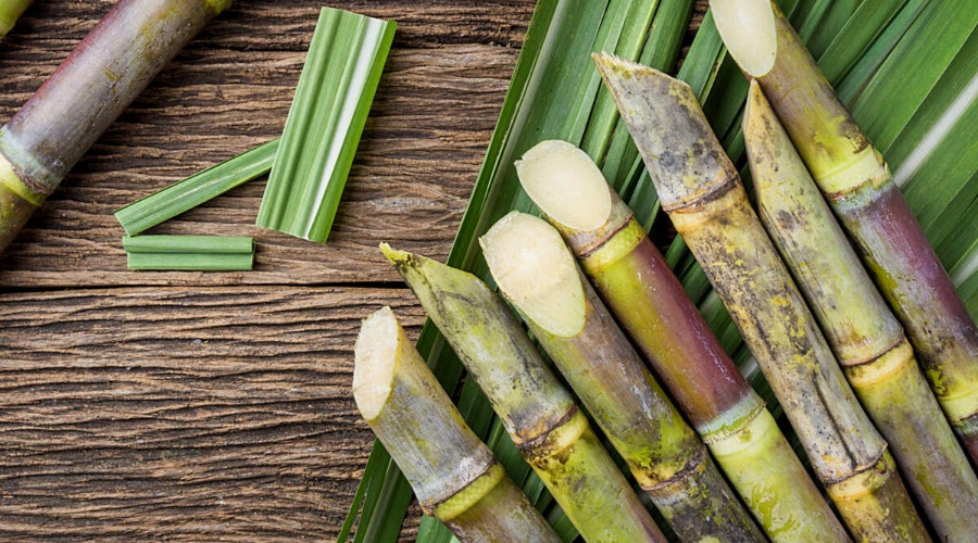 Sugarcane