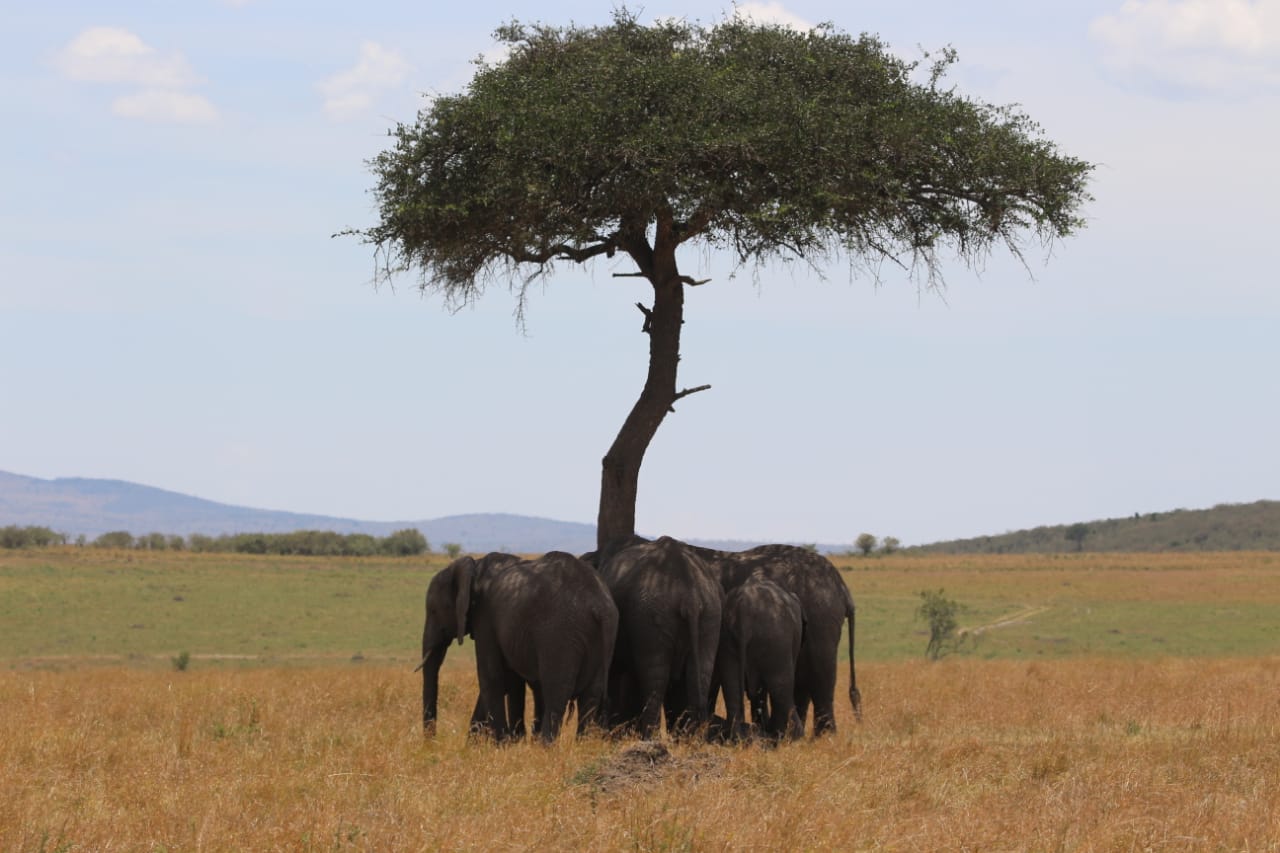 4 Days 3 Nights Private Masai Mara Safari