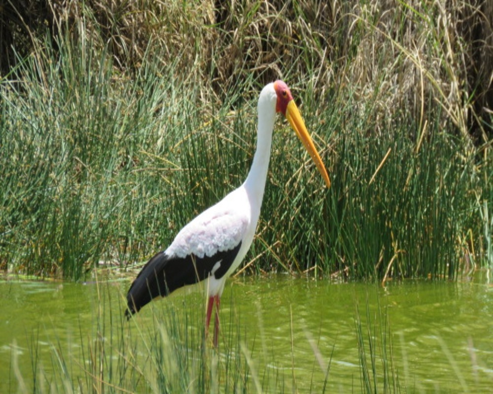 5 Days Fly-In Masai Mara, Lake Nakuru and Lake Naivasha Safari