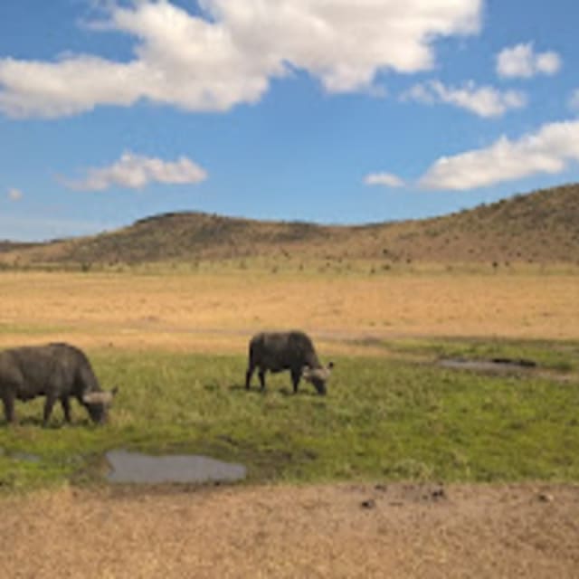 Simba Oryx Mara Camp