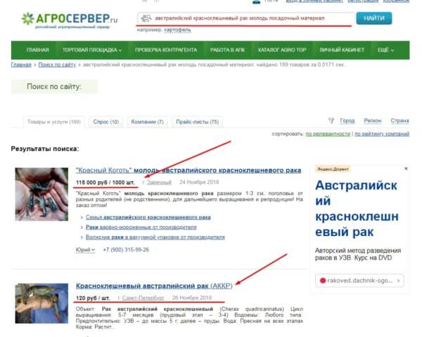 Молодь австралийского рака