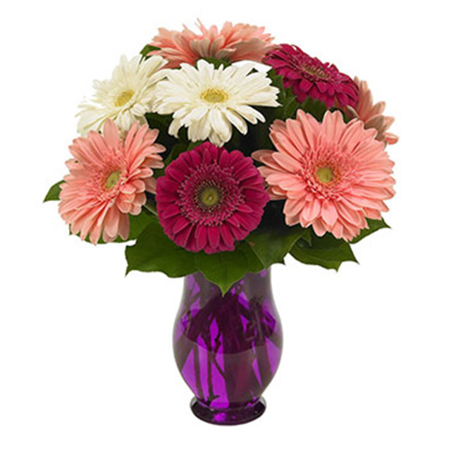 Gerbera Wishes