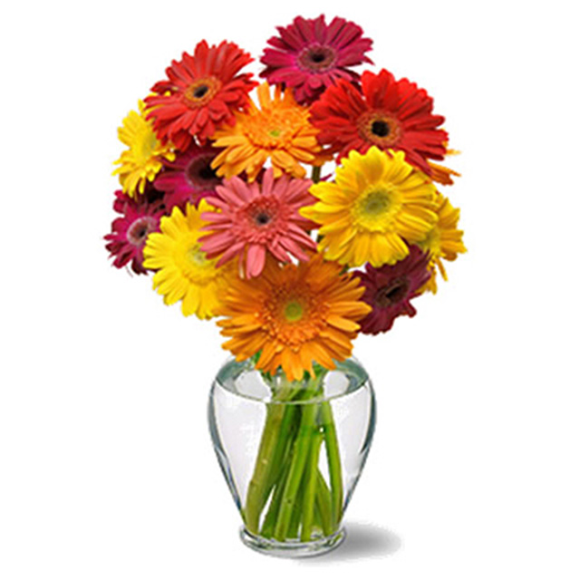 Cheery Gerbera Daisies