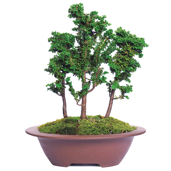 Sekka Grove Bonsai