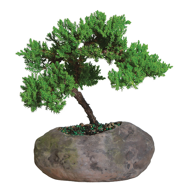 Green Mound Juniper Bonsai Tree In Rock Pot