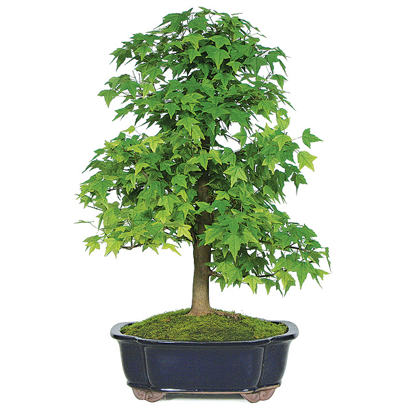 Trident Maple Bonsai Tree