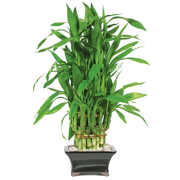 Lucky Bamboo Pyramid 3 Tier