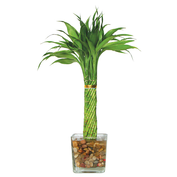 Lucky Bamboo - Elegant Twist