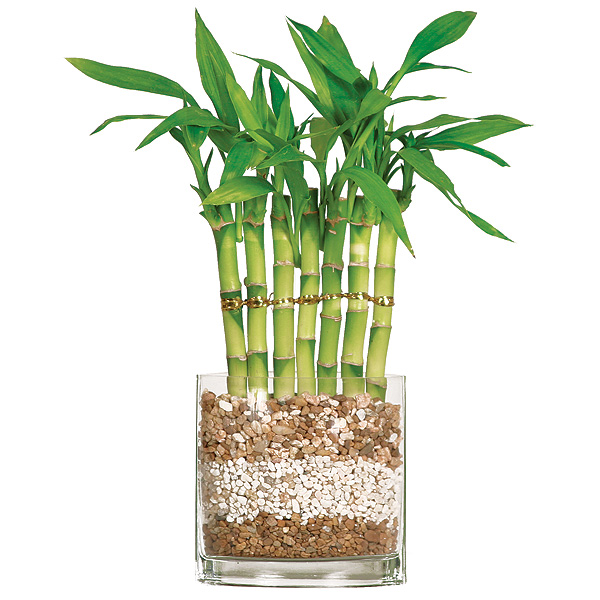 Lucky Bamboo - 7 Stalk Fence