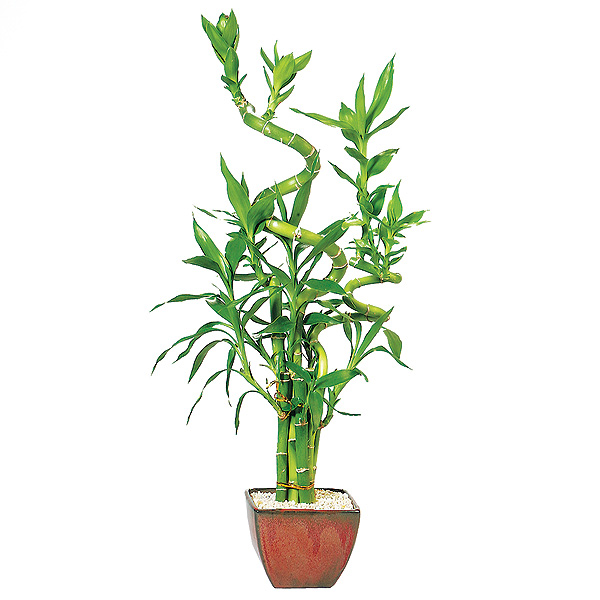 Lucky Bamboo - 7 Stalk Curly
