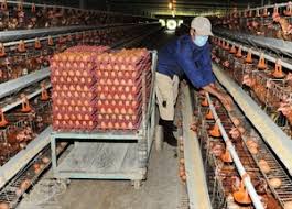 Реализация продукции Сбор яиц