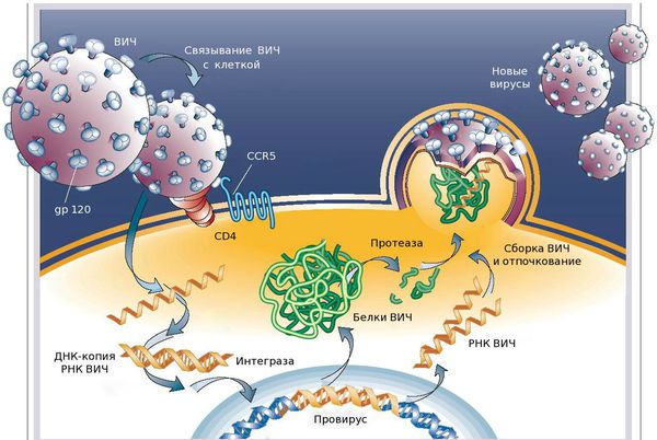 Механизм развития ВИЧ