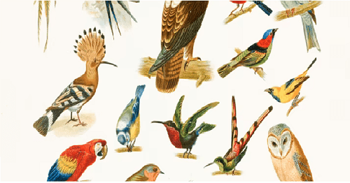 Apprendre l'ornithologie