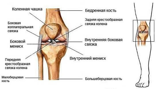 Схема строения коленного сустава