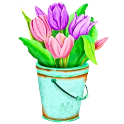 Tulip