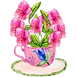 Bourgainvillea