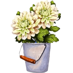 Dahlia