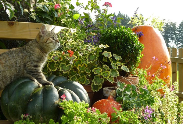 Кот и осенний урожай