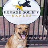Humane Society of Naples Humane Society of Naples