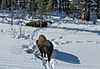 Лесной бизон в национальном парке Вуд-Баффало