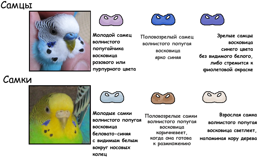 Описание внешнего вида восковицы у мальчика и девочки