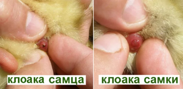 Так выглядит клоака у здоровых птенцов