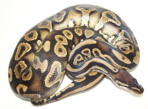 Human Brain Boa constrictor Snakes snake reptile scaled reptile boas boa constrictor serpent