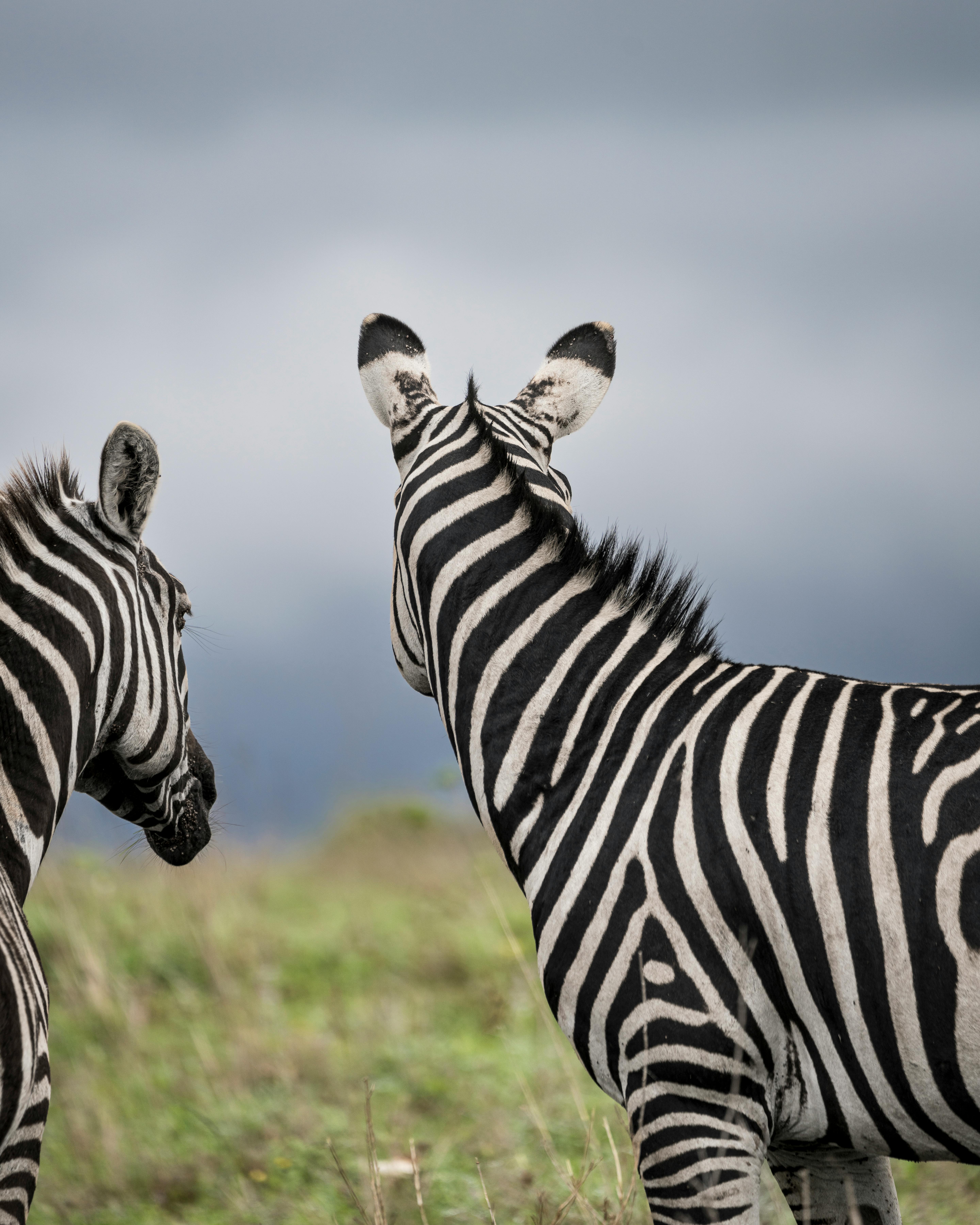 nairobi national park