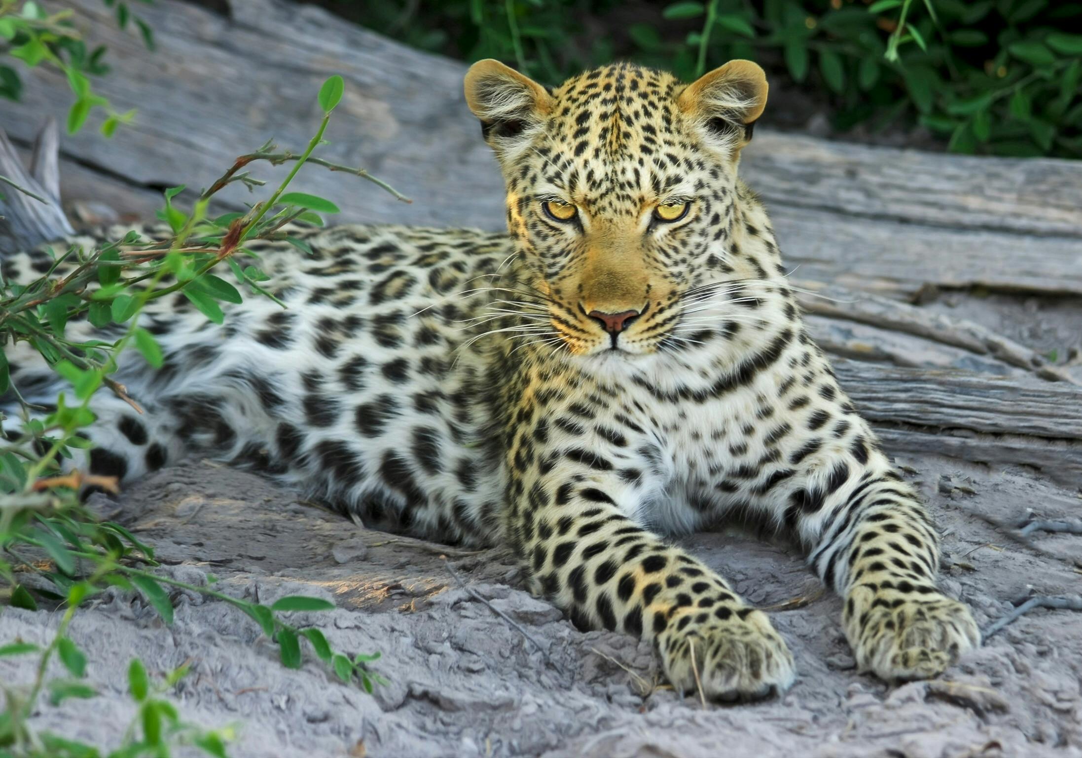 5-Day Giant Trails – Nairobi – Tsavo – Amboseli