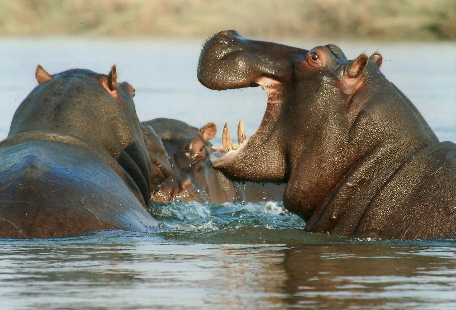 Naivasha Weekend Getaways