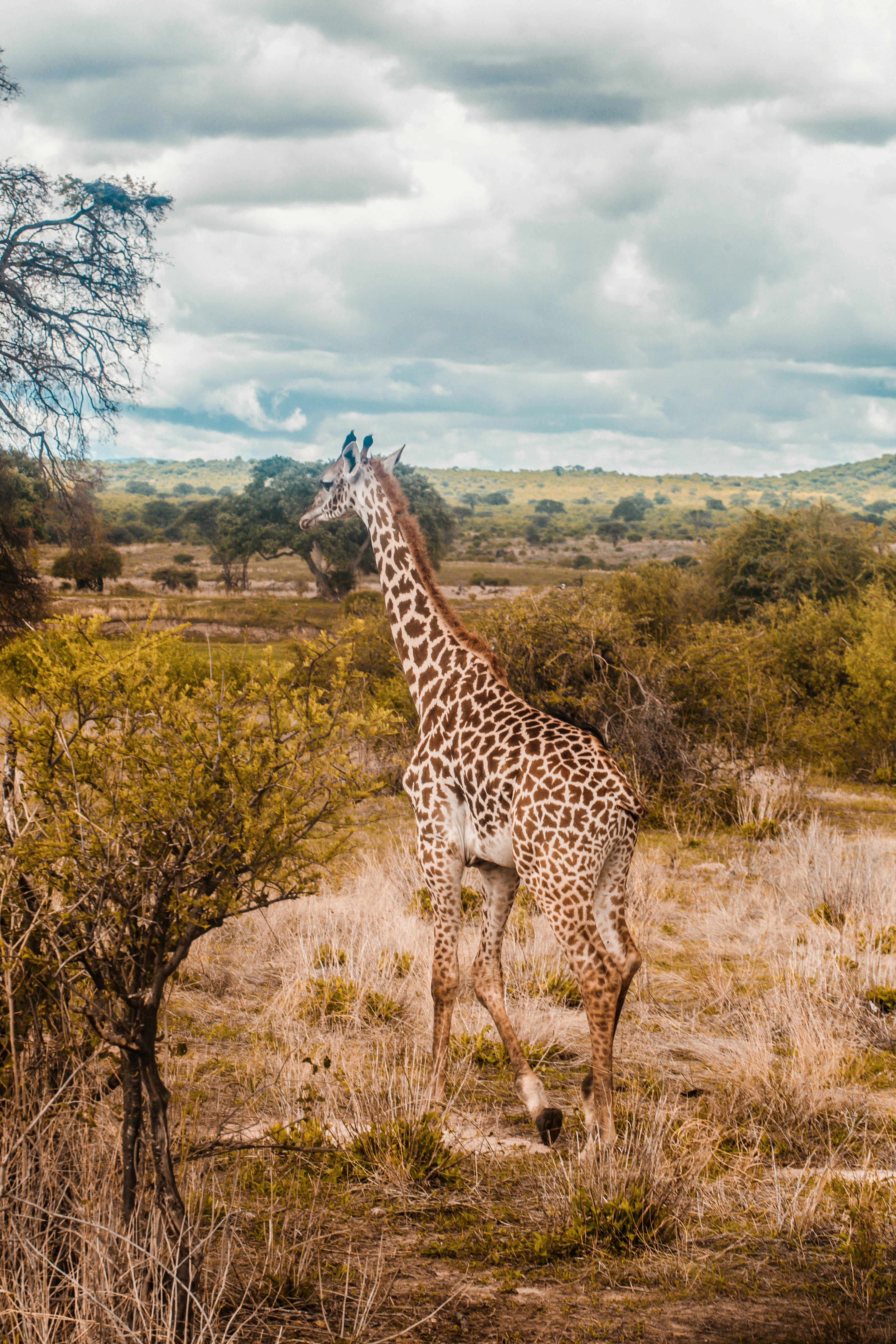 Giraffe Centre