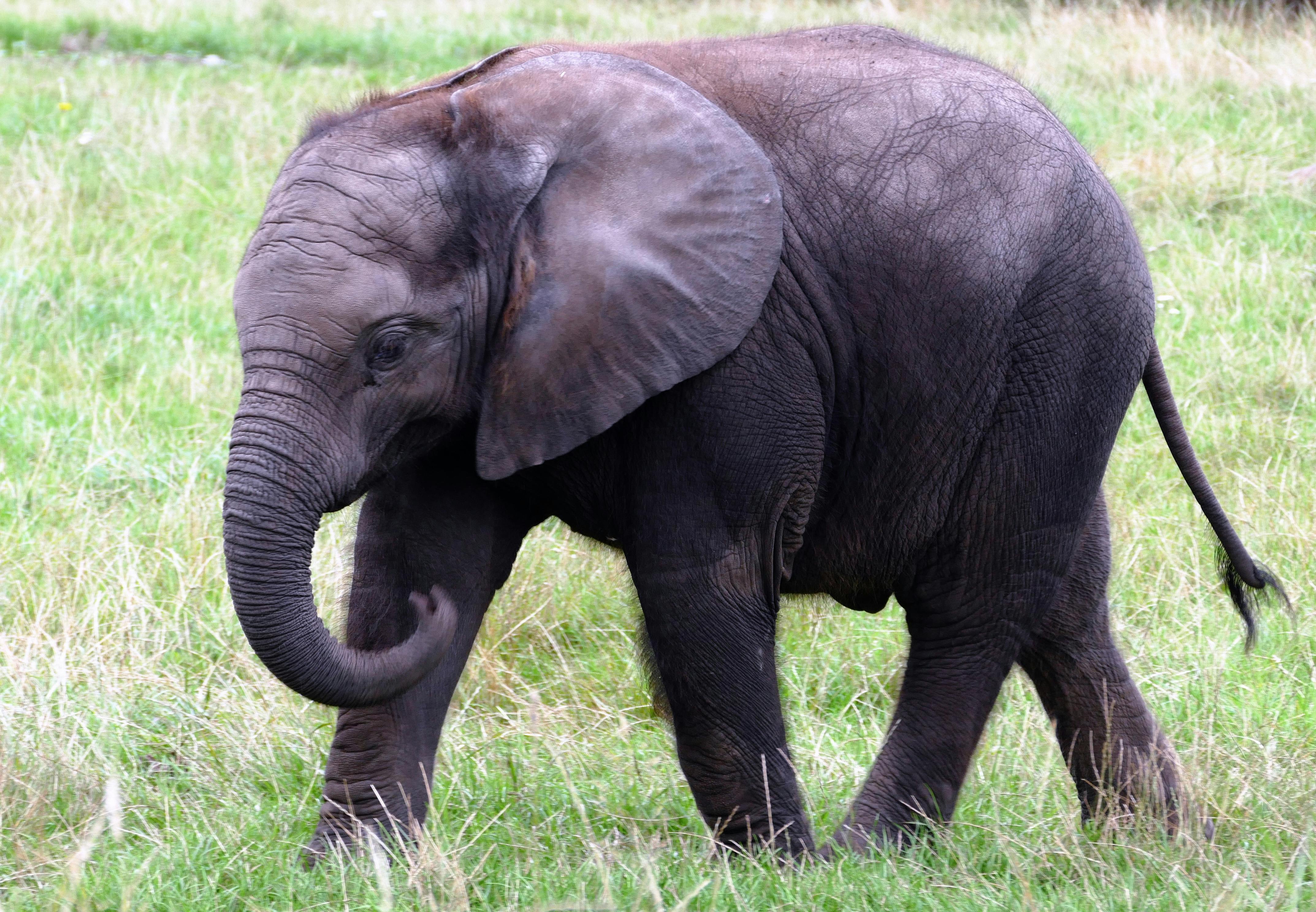 Sheldrick Elephant Orphanage