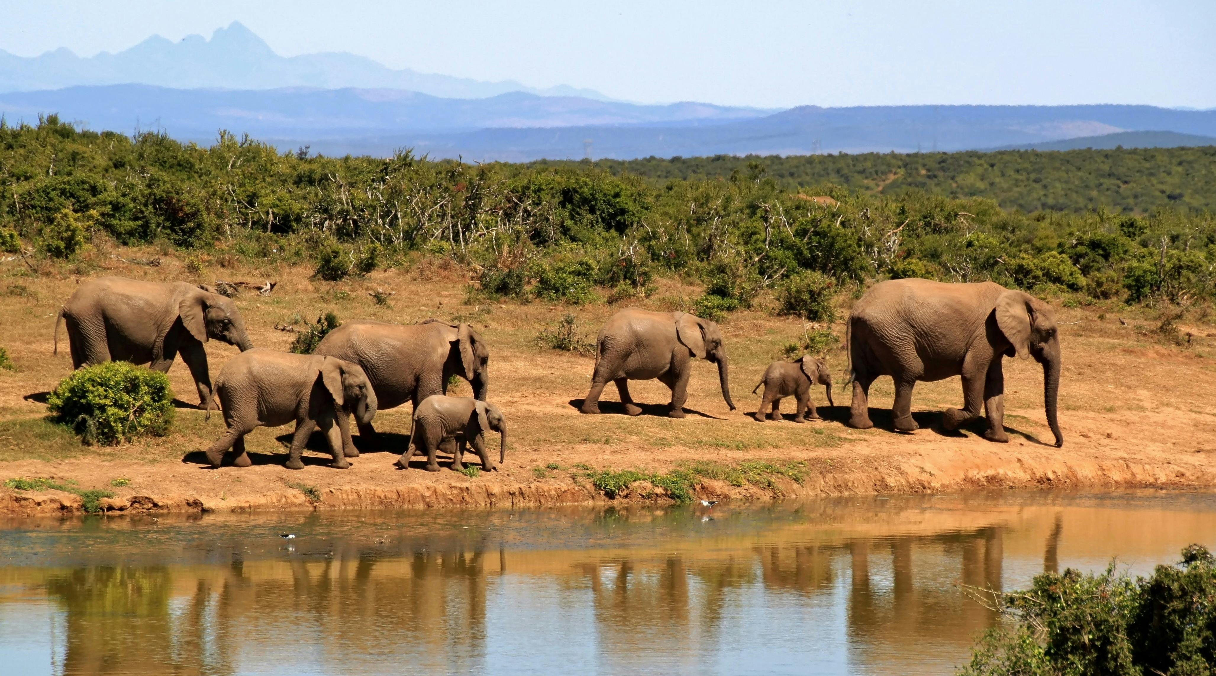 4 days and 3 night Tsavo East and Amboseli safari from Diani/Mombasa