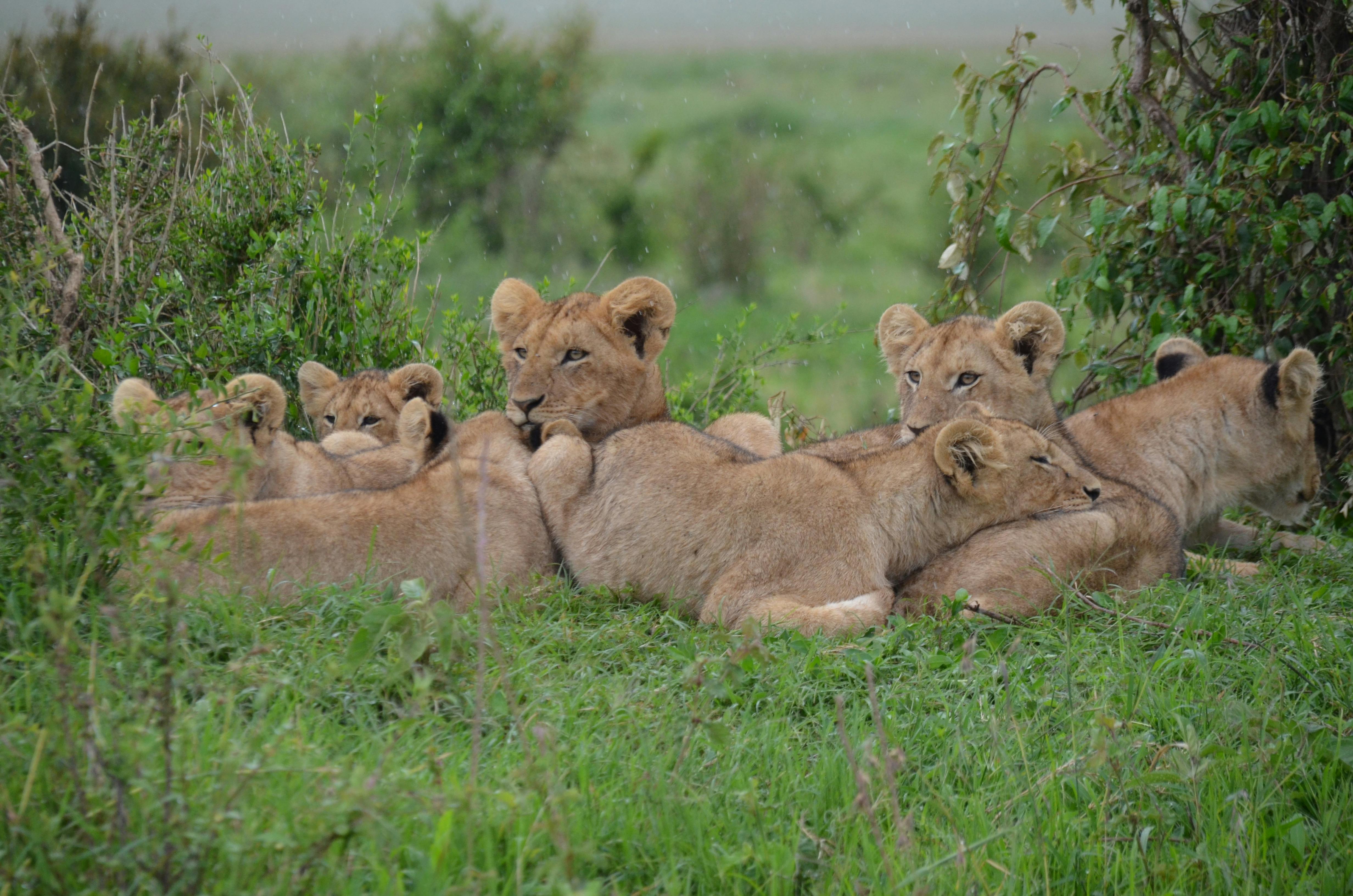 Tsavo East National Park