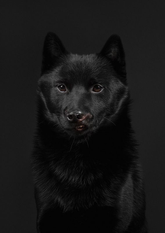 rescued dog black dog portrait studio black on black Арчи / Archie фото превью