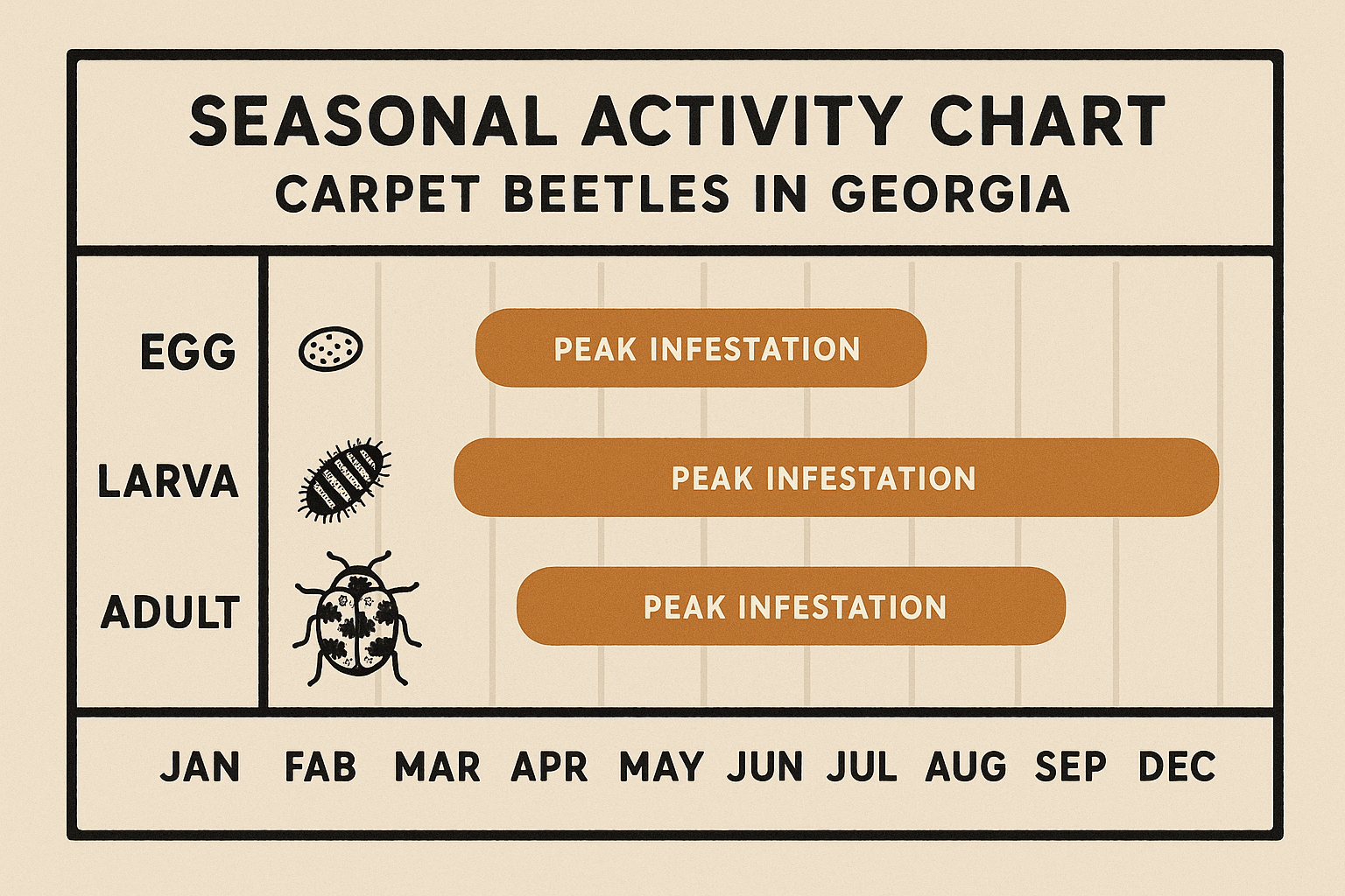 Emergency Carpet Beetle Control in Druid Hills, Georgia: What to Do Right Now 3 Infographic showing carpet beetle life stages and seasonal peaks in Georgia