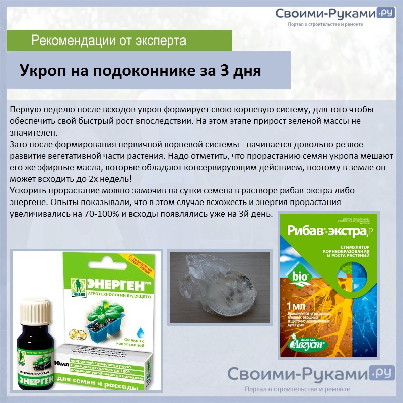 Укроп на подоконнике за 3 дня