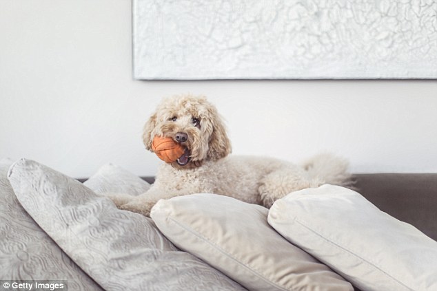 Pet-friendly: New strata laws (that will need to be adopted by owners corporations for them to be enforced) should make it a lot easier for apartment owners to keep animals