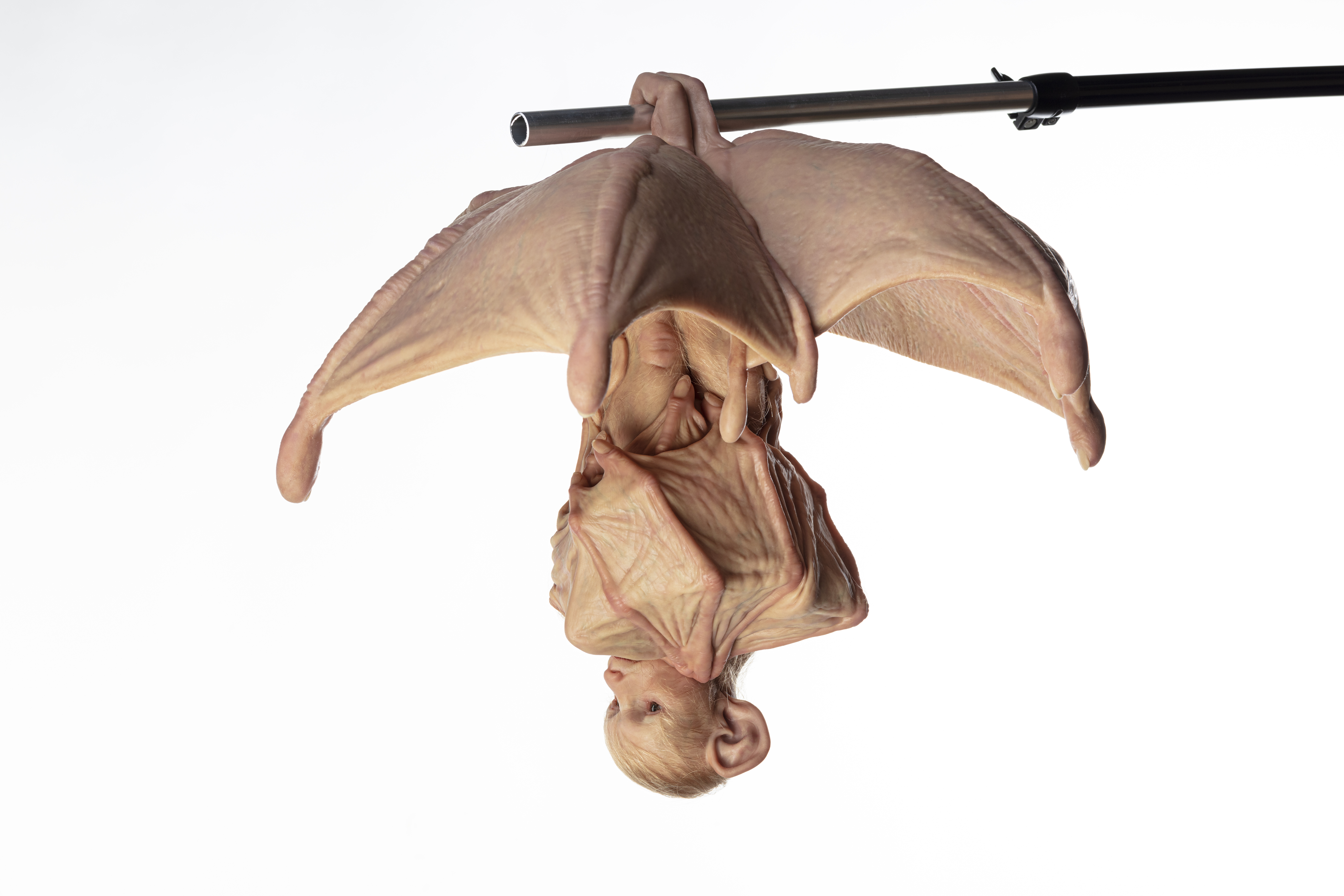 Patricia Piccinini