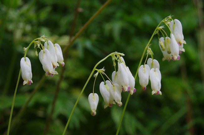 Dicentra formosa, сорт Aurora