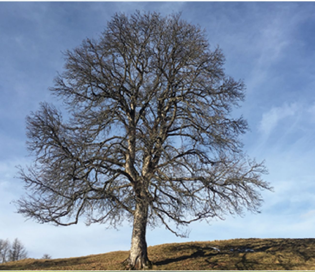 tree_winter