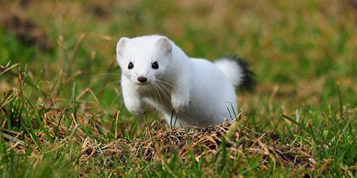 ласка