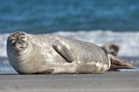 Seal Symbolism, Seal Meaning, Seal Totem, Seal Dream, and Messages