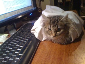 kitty-burrito