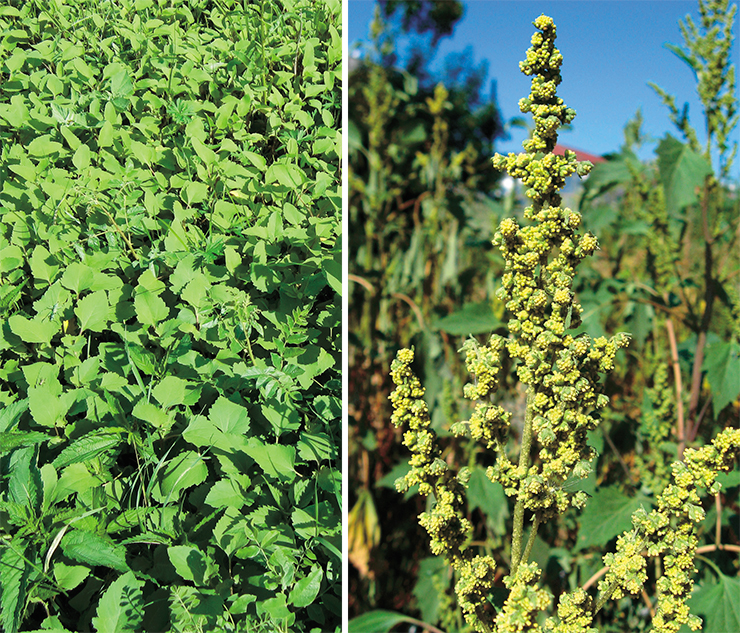 Циклахена дурнишниковая (Cyclachaena xanthiifolia (Nutt.) Fresen). В середине XX в. стала обычным видом для западных, центральных и южных регионов России, проникла в Сибирь и распространилась на всю южную лесостепь Алтайского края. Фото А. Н. Куприянова и А. Л. Эбеля